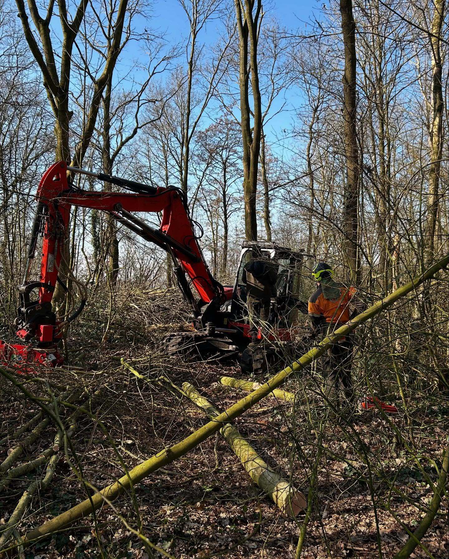 Essenkap aan Holland Marsh